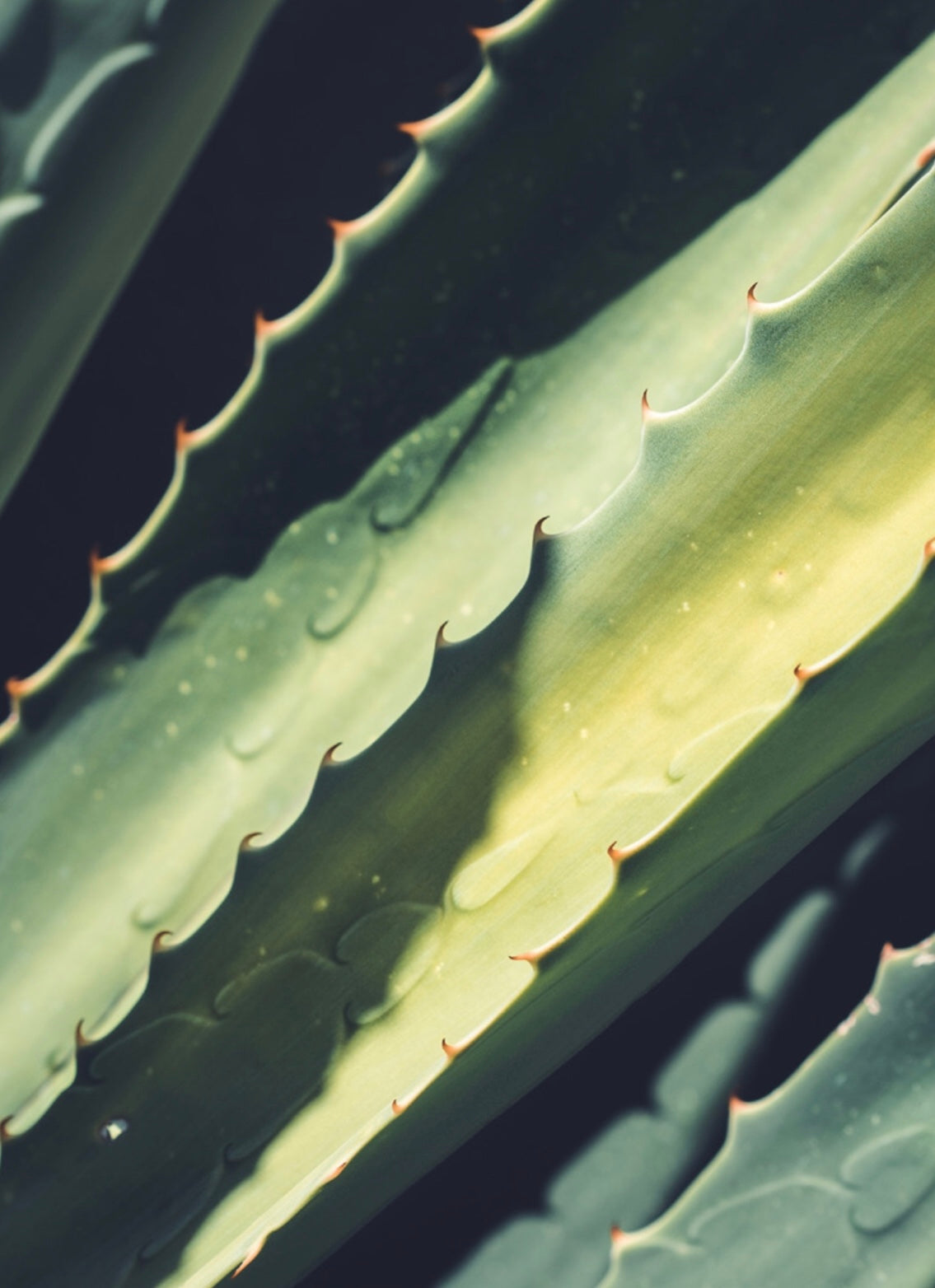 Gentle Care for Delicate Skin Facial